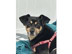 Felix, Miniature Pinscher For Adoption In Norwalk, Connecticut