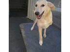 Creamy (local) Kp/kt, Golden Retriever For Adoption In Langley, British Columbia