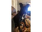 Wren, Labrador Retriever For Adoption In Byron, Georgia