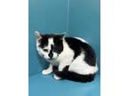 Mooshoo, Domestic Shorthair For Adoption In Pendleton, Oregon