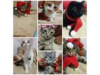 Kittens! Young Cats & Senior, Bengal For Adoption In San Diego, California