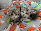 Pumpkin And Sally, American Shorthair For Adoption In San Diego, California