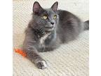 Lexie, Himalayan For Adoption In New Milford, Connecticut