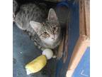 Marco & Marcello, Bombay For Adoption In New York, New York