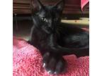 Salem, Bombay For Adoption In San Diego, California