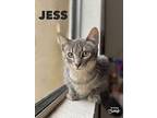 Bella, Jess, Gus, Pepper, Russian Blue For Adoption In San Diego, California