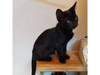 Roger, Bombay For Adoption In Woodland, California