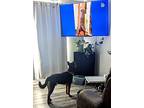 Radar, Rat Terrier For Adoption In Oak Ridge, Tennessee