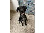 Odie, Labrador Retriever For Adoption In Pendleton, Oregon