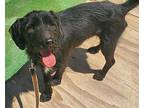 Antonio - Sweet, Loving, Schnauzer (standard) For Adoption In San Diego