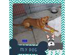 Oso, Golden Retriever For Adoption In San Diego, California