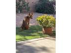 Molly, American Pit Bull Terrier For Adoption In Mesa, Arizona
