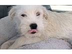 Kapulin, Westie, West Highland White Terrier For Adoption In San Diego