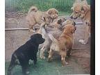 Amazing Little Bo, Golden Retriever For Adoption In San Diego, California