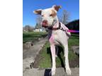 Peaches, American Pit Bull Terrier For Adoption In Pendleton, Oregon