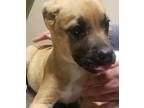 Dakota - Adopted, Boston Terrier For Adoption In San Diego, California