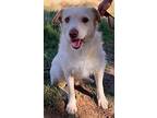 Connor - Adopted!!!, Border Terrier For Adoption In San Diego, California