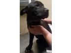 Georgia - Adopted!, Boston Terrier For Adoption In San Diego, California