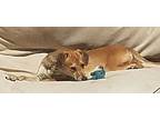 Dale, Miniature Pinscher For Adoption In San Diego, California