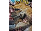 Amazing Pups!follow The Litter, Golden Retriever For Adoption In San Diego