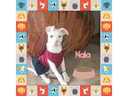 Nala *processing Adoption, Boston Terrier For Adoption In San Diego, California