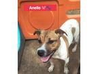 Anelle, Staffordshire Bull Terrier For Adoption In Justin, Texas