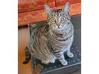 Zena, Domestic Shorthair For Adoption In Camden, Tennessee