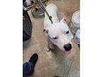 Athena (lauren), American Pit Bull Terrier For Adoption In New Braunfels, Texas