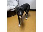 Nala Bella, Labrador Retriever For Adoption In Maryville, Missouri