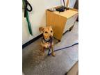 Adopt Calliope a Mixed Breed