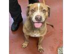 Adopt Funyun a Pit Bull Terrier