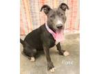 Adopt Flake a Pit Bull Terrier