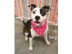 Adopt Tory a Pit Bull Terrier
