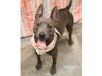 Adopt Hazel a Pit Bull Terrier