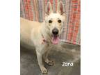 Adopt Zora a Husky