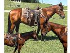 Sorting & Penning Gelding
