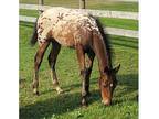 100FPD-GAP5 TriColored Colt