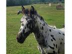 GAP 7!! 100FDP Leopard Colt