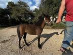 Beautiful 2024 Bay Filly