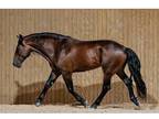 Cleveland Bay stallion at stud