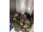 Adopt MaryJayne Kitten 3(Turkish Delight) a Domestic Short Hair