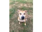 Adopt Sienna a Labrador Retriever