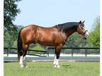 At stud AQHAAPHA