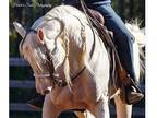 at stud Cremello stallion
