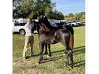 KFPS Friesian yearling