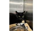 Adopt AVENUE a Domestic Short Hair