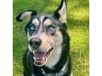 Adopt Kylie a Mixed Breed