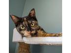 Adopt Asia a Domestic Medium Hair