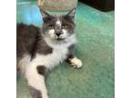 Adopt Snow White a Domestic Long Hair