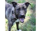 Adopt Orchid a Mixed Breed